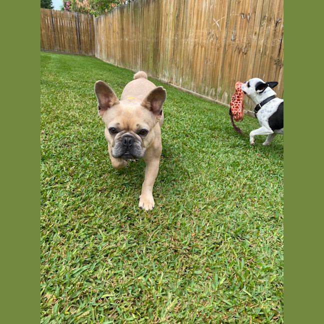 Photo of Andy   2 Year Old French Bulldog