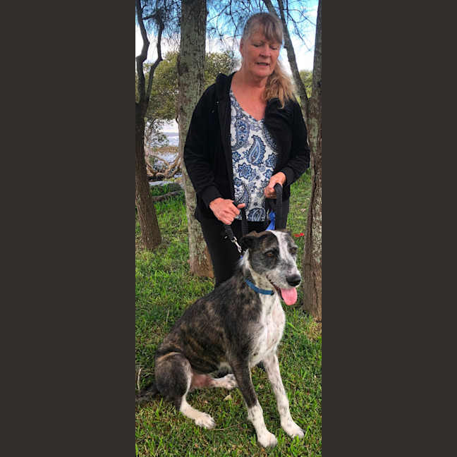 Photo of Jethro   3 Year Old Wolfhound X
