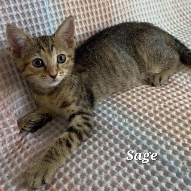 Photo of Sage