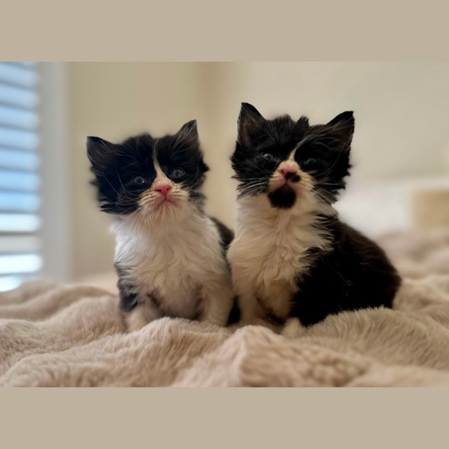 Photo of Charlie And Chaplin 