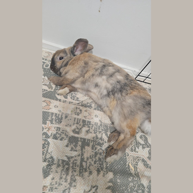 Photo of Dusty
