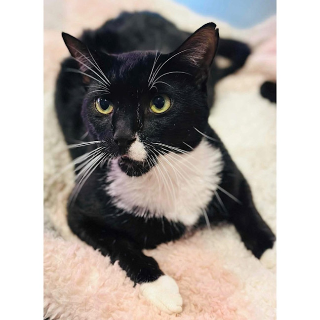 Photo of 12355   Snoop