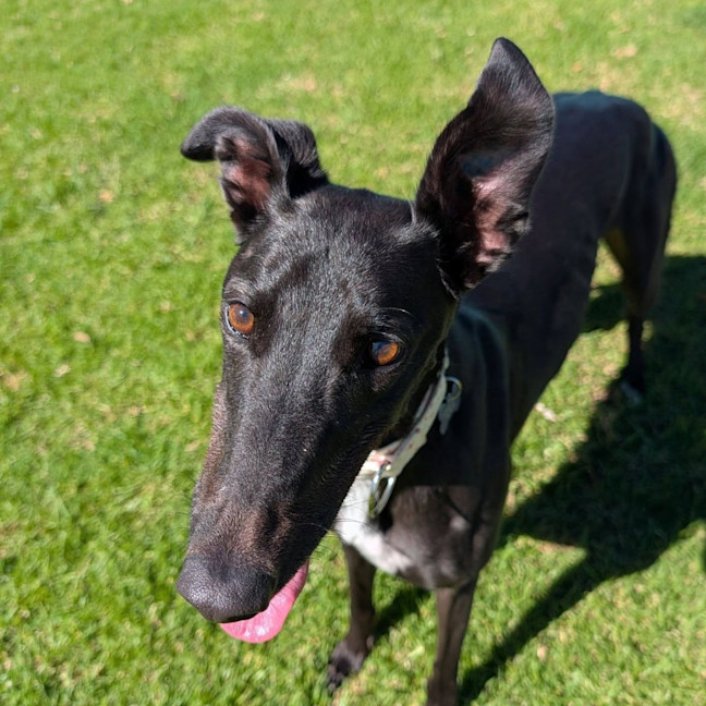 Photo of Kino The Greyhound