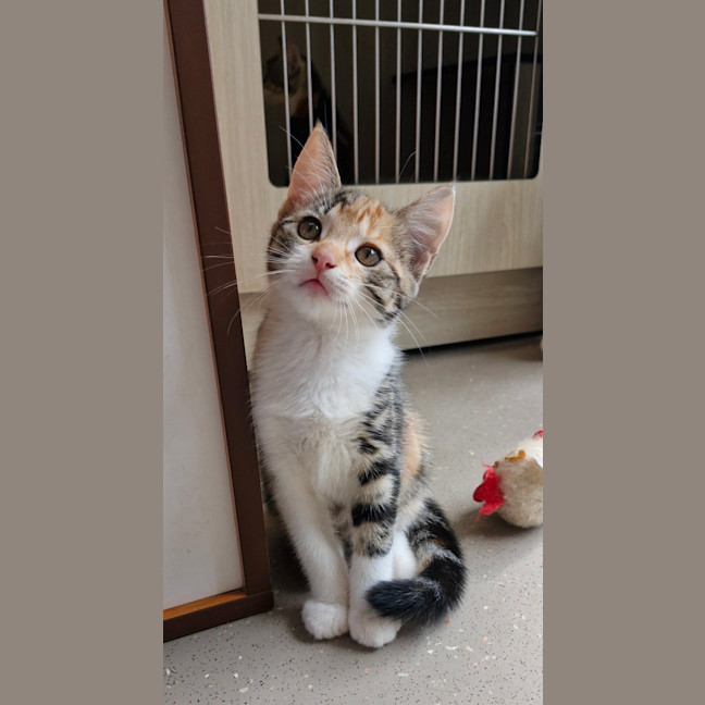 Photo of C1409 Kyrah