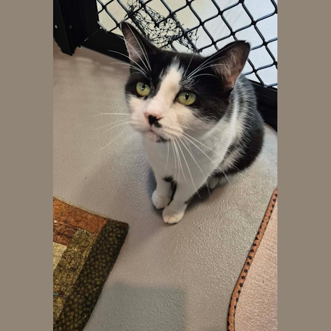 Photo of Oreo