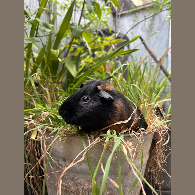 Photo of Oliver