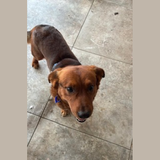 Photo of Spud   4 Year Old Corgi X