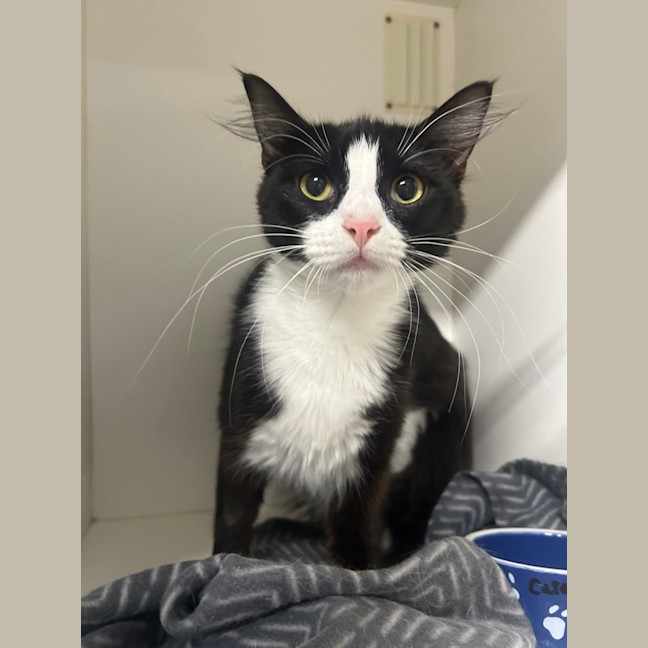 Photo of Mittenz