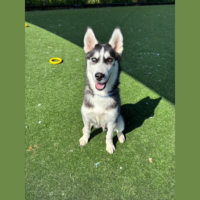 Photo of Groot Imp 2437