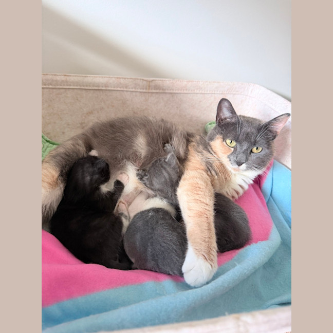 Photo of Popcorn Or "Poppy"