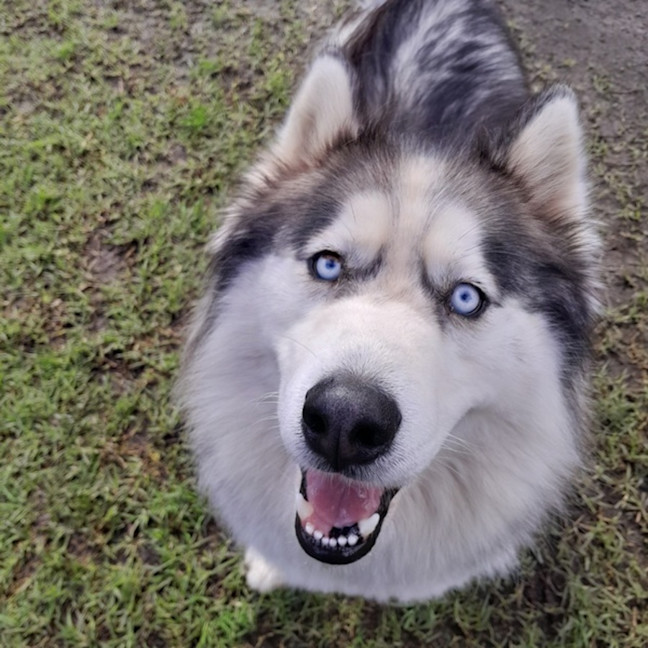 Photo of Iko