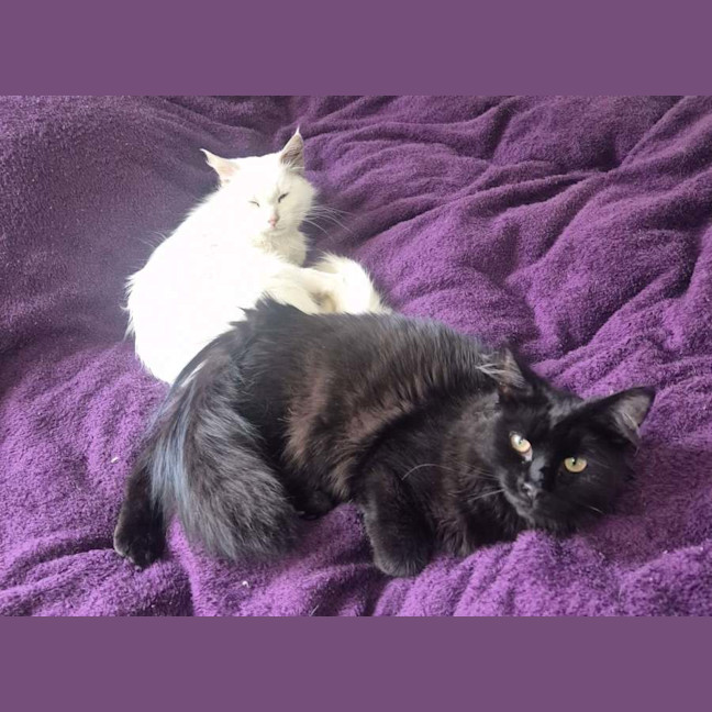 Photo of Silky* 9 Lives Project Rescue*