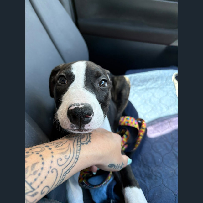 Photo of Buttercup