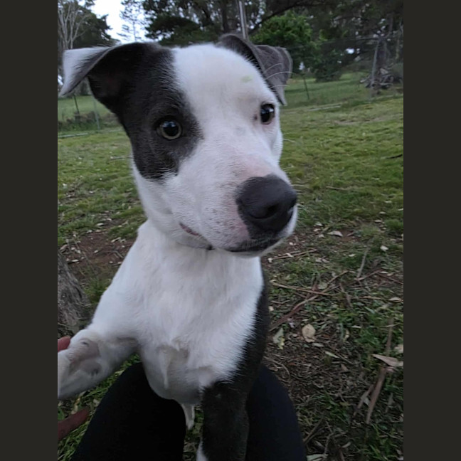 Photo of Shyloh 
