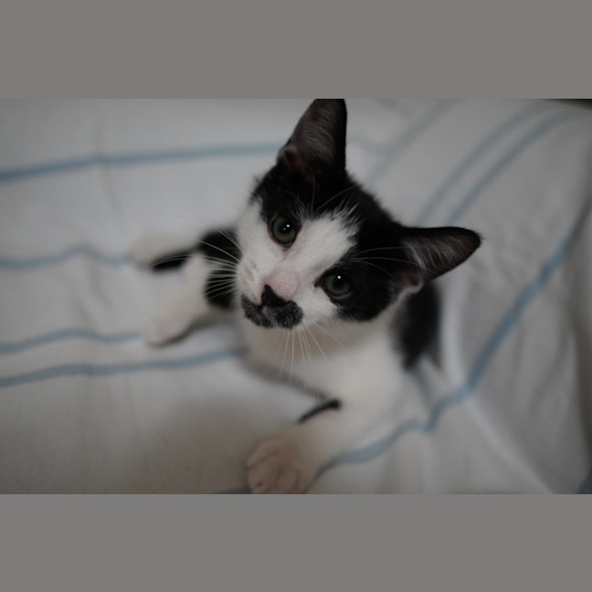 Photo of Pedro