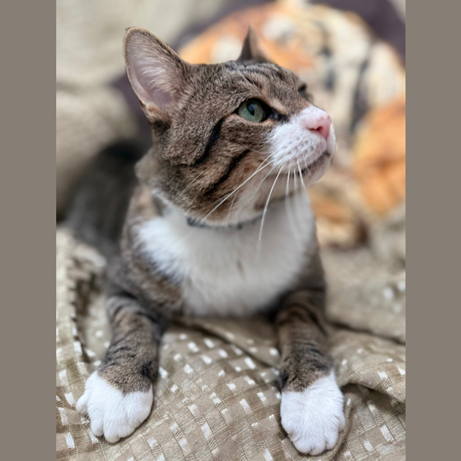 Photo of Wolf (8876)