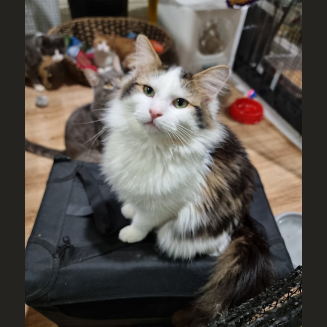 Photo of Loki