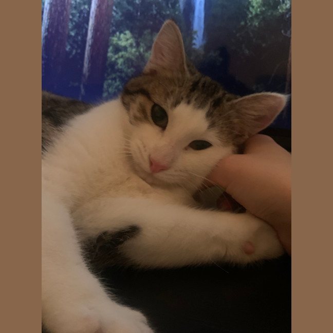 Photo of Hazel 