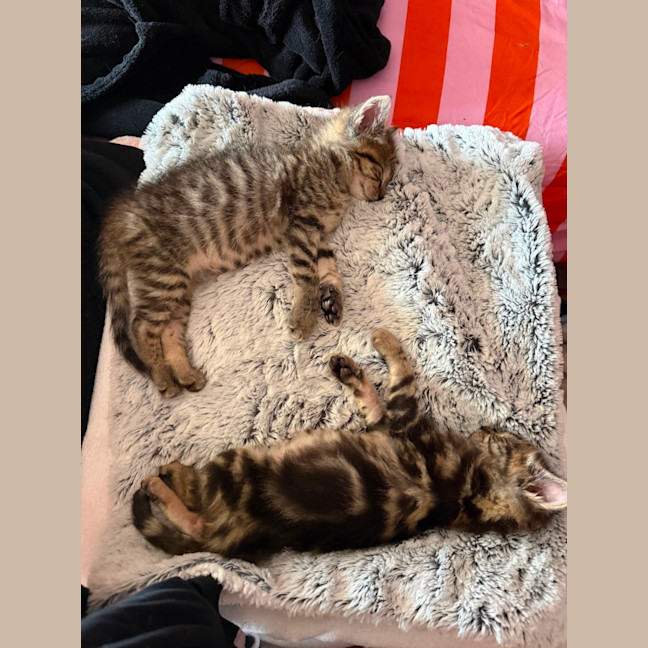 Photo of Ronnie & Reggie Best Bud Brothers Cracka Kittens