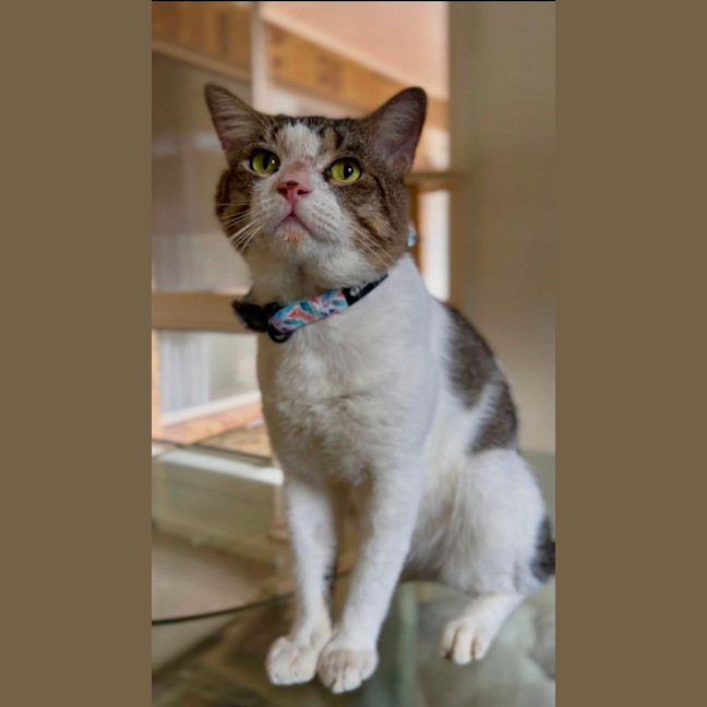 Photo of Hermes