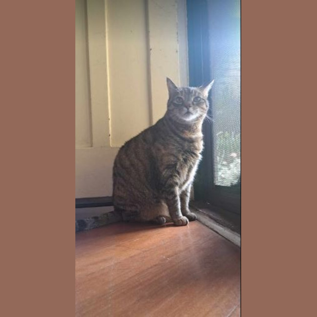 Photo of Tiramisu