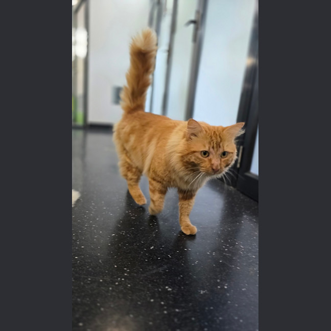 Photo of Comet