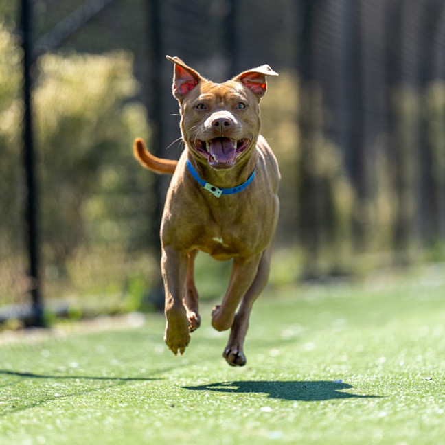 Photo of Butternut Imp 2387