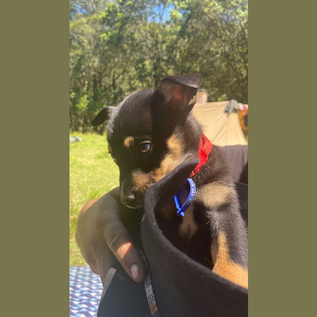 Photo of Jammy   8 Week Old Kelpie X (Trial)