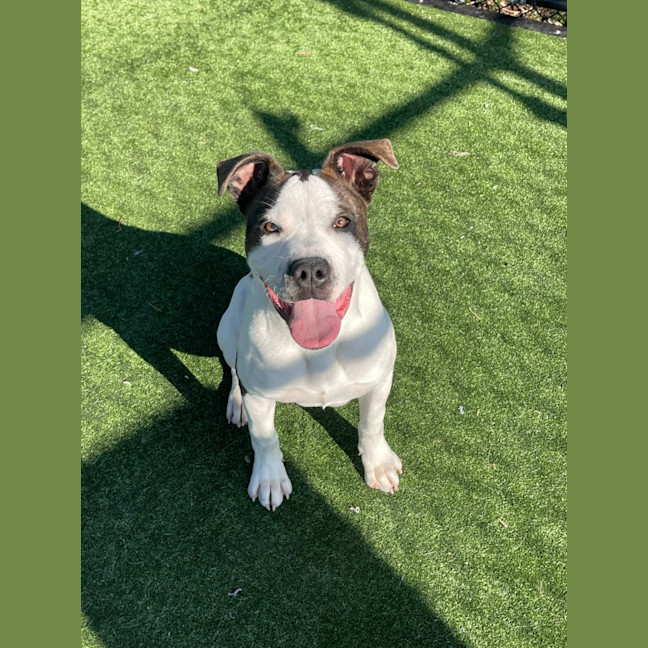 Photo of Iggle Piggle Imp 1690