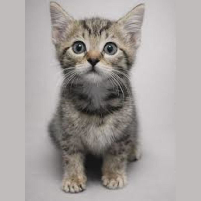 Photo of Polly