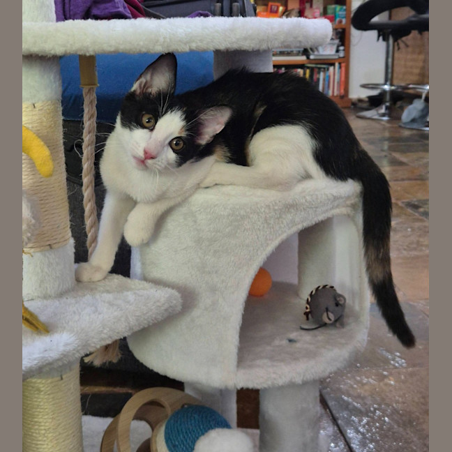 Photo of Olive