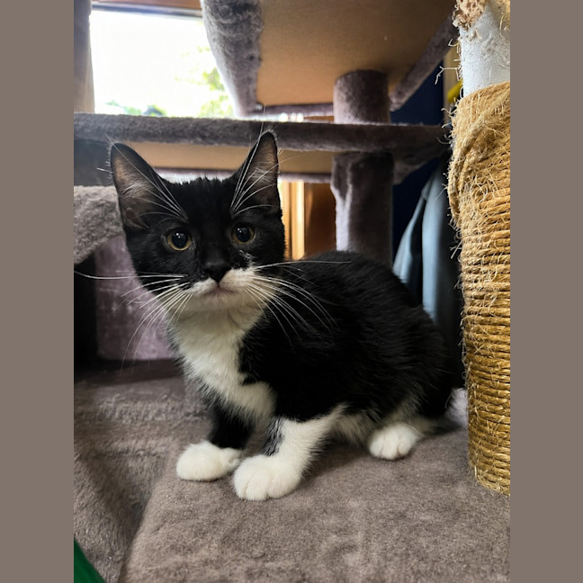 Photo of Phoebe