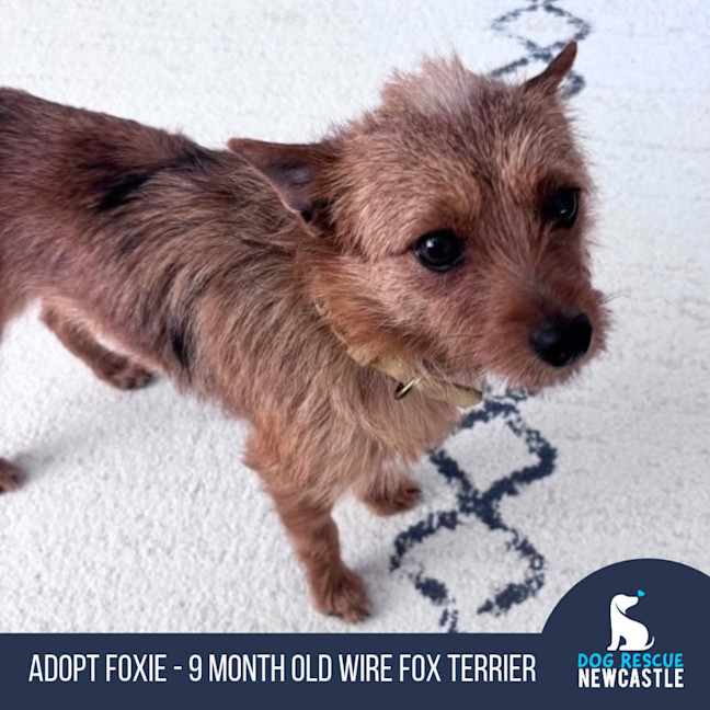 Photo of Foxie   9 Month Old Terrier 