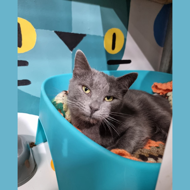 Photo of Biscuit