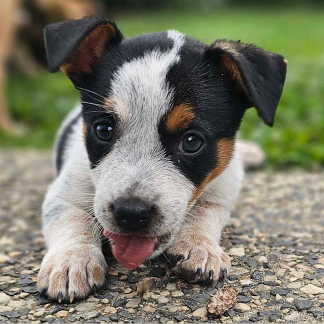Photo of Scotch