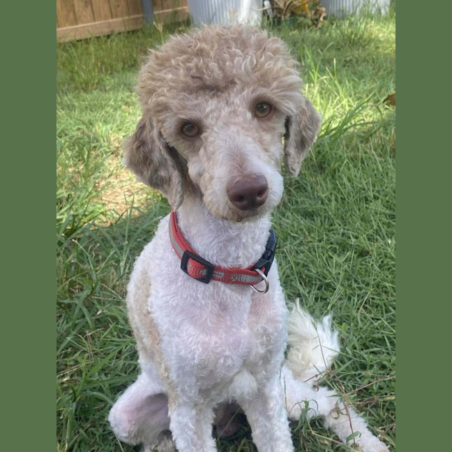 Photo of Riley