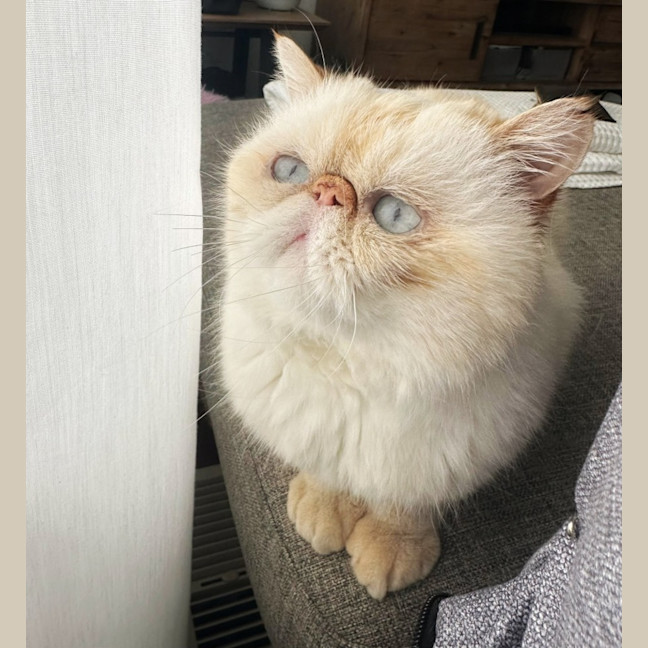 Photo of 🥣Tofu🥣