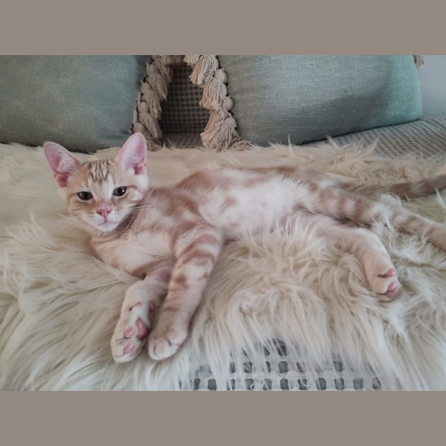 Photo of Raphael