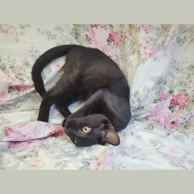 Photo of Pretzel 🥨