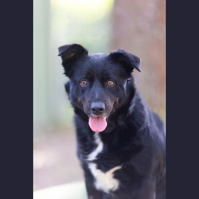 Photo of Koda
