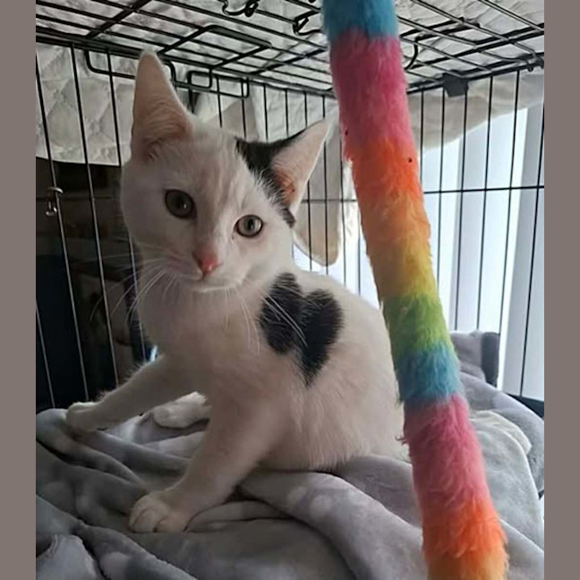 Photo of Moomoo