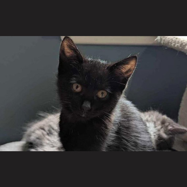 Photo of Lily