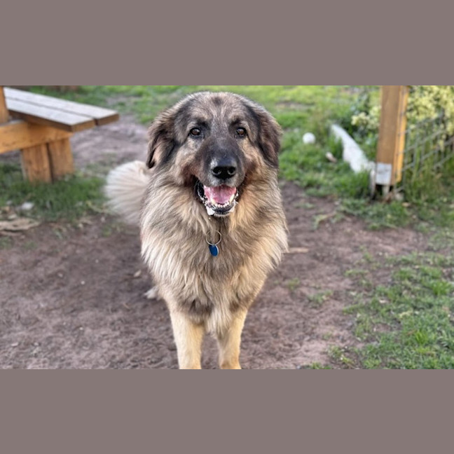 Photo of Lucky