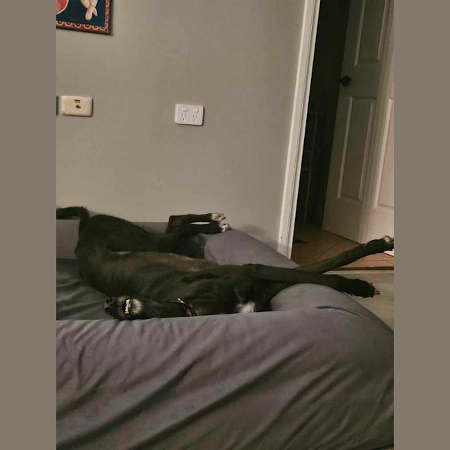 Photo of Rodney, The Cat Friendly Greyhound