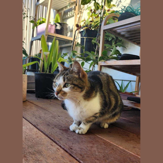 Photo of Mishka (Was Miss Fish Stick)