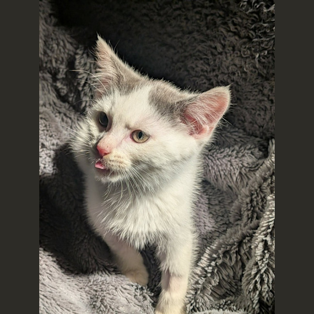Photo of Grogu   In Foster Care In Ashburton