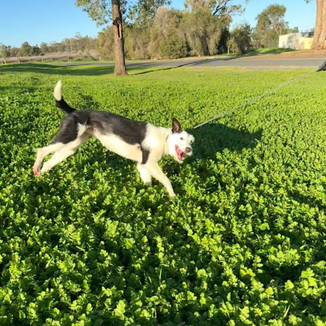 Photo of Pixie