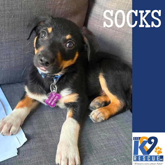 Photo of Socks