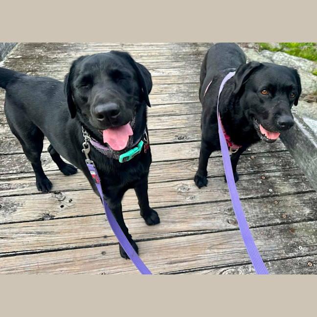 Photo of Zeus   1 Year Old Labrador