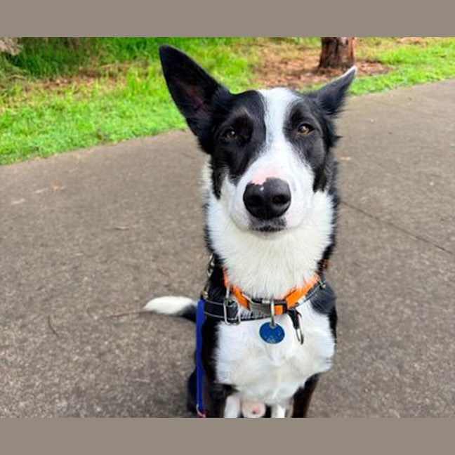 Photo of Otis